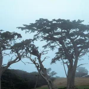 Cupressus macrocarpa, Del Monte Forest, Monterey Peninsula, Monterey County