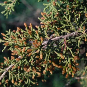 Juniperus californica, Male Cones Base of Gavilan Peak, Riverside County