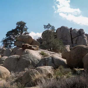 Pinus monophylla, Mojave Desert, UC Burns Pinyon Ridge Reserve, off Skyline Ranch Rd. ca. 2 miles (air) ESE of Pinoneertown, 1.5 mi. (air) NW of Yucca Valley 