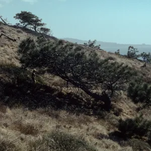 Pinus torreyana, Torrey Pines State Beach, San Diego County