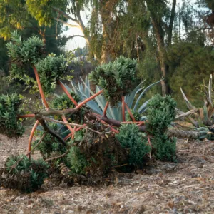 Agave (Century Plant) Parryi (?)cult.