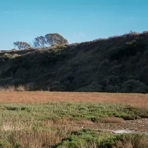 Agave shawii, Imperial Beach, Lichte Mesa, slump in north central portiion of mesa, 100m north of US-Mexico border, 620 m east of Pacific Ocean