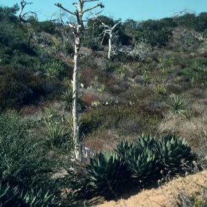 Agave shawii, Torrey Pines State Park, San Diego County