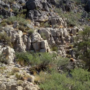 Agave utahensis var. nevadensis, Clark Mountain, San Bernardino, CA