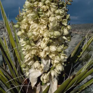 Yucca schidigera, 29 Palms , Mojave Desert, MCAGCC, Bullion Training Area, San Bernardino County