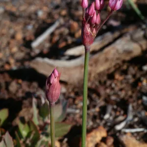 Allium campanulatum, Peninsular Range, San Ysidro Mountains; north face of San Miguel Mountain, along [Miller Ranch Road] to peak