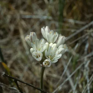 Allium munzii, Southern Santa Ana Mtns., Southeastern flank of Elsinore Peak at â€˜Onion Hill', a grassy knoll of clay soil c. 0.25 mi SE of radio towers, along old Main Divide Road track