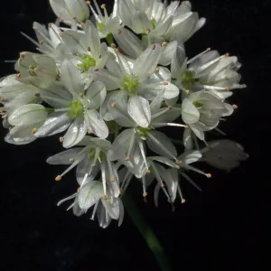 Allium munzii, cult.