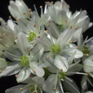 Allium munzii, cult.