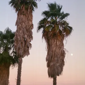Washingtonia robusta, UCI Arb. Orange County