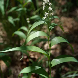 Smilacina stellata San Bernardino Mountains, Bluff Meadow