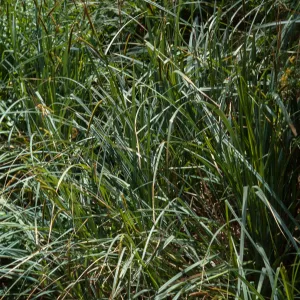 Carex spissa, Marron Valley