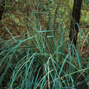 Carex spissa, South Coast: Daley Ranch: northeast of Escondido; west of Co. Hwy. S6 and north of Dixon Lake, San Diego County