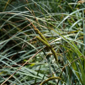 Carex spissa, Marron Valley