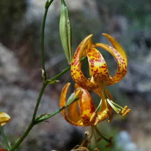 Lilium humboldtii var. ocellatum, Copper Canyon, Otay Mountain, San Diego County