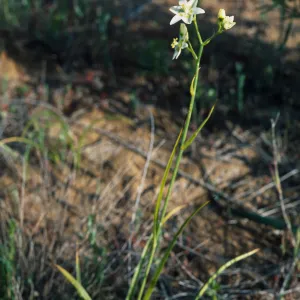 Zigadenus fremontii, Box Canyon" along San Marcos Creek,  in eastern Carlsbad,  S of Alga Road"