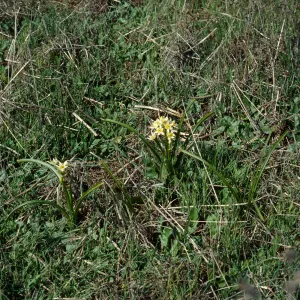 Zigadenus fremontii, Otay Mesa, San Diego County