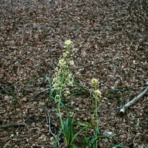 Zigadenus micranthus var micranthus RSA