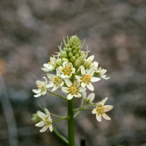 Zigadenus micranthus var. micranth, RSA
