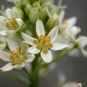 Zigadenus micranthus var. micranth, RSA