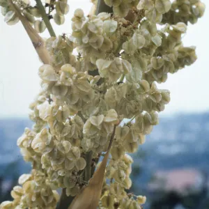 Nolina cismontana 