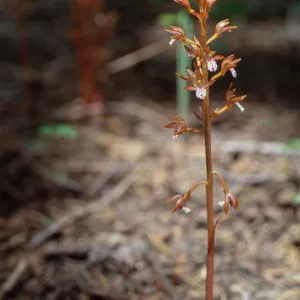 Corallorhiza maculata, San Bernardino Mountains, Bluff Meadow, 