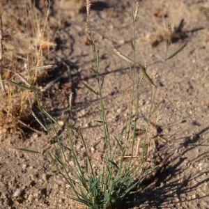 Bouteloua barbata, 29 P West