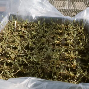 Orcuttia californica 