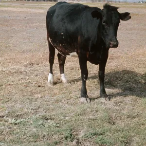Cow at Orcuttia californica site