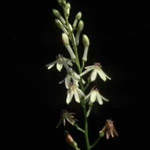 Odontostomum hartwegii, cultivar UCI