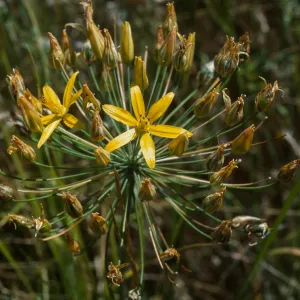 Bloomeria crocea, at the edge of the South Coast and Peninsular Range ecosystems in Southern California, Chino Hills, Yorba Linda, Orange County