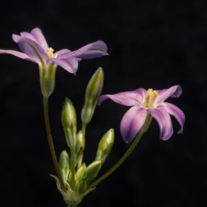 brodiaea Filifolia, cult. RSA