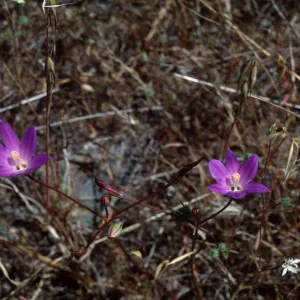 Brodiaea orcuttii, Elsinor Peak, Cleveland National Forest, Riverside County