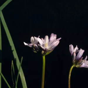 Dichelostemma multiflorum, UCI