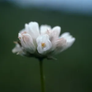 Dichelostemma capitatum (alba)