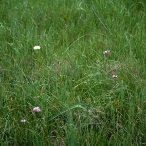 Dichelostemma pulchellum (alba) Habitat