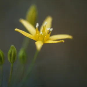 Muilla clevelandii, Peninsular ranges San Ysidro Mountains: SE side of Otay Mtn., western Marron Valley, S of BM 838, ca 1/2 km N of Mexican border on slope above Tijuana River