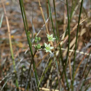 Muilla maritima Peninsular Ranges: San Jacinto Mountains, Garner Valley, east of Hwy 74, southof Fobes Ranch Road, north of Morris Ranch Road, San Diego County