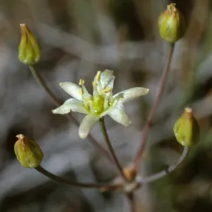 Muilla maritima Peninsular Ranges: San Jacinto Mountains, Garner Valley, east of Hwy 74, southof Fobes Ranch Road, north of Morris Ranch Road, San Diego County