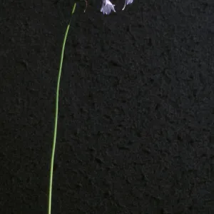 Triteleia clementina, cultivar.