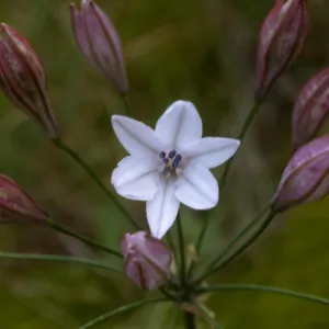 Triteleia clementina, cultivarSan Clemente Island, Eagle Canyon, eastern escarpment of the island, San Diego