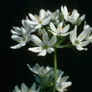 Triteleia hyacinthina 