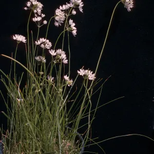 Triteleia hyacinthina 