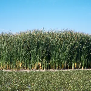 Typha latifolia, San Joaquin Marsh, Orange County