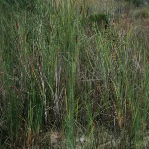 Typha latifolia, City of Oceanside, S of Oceanside Blvd, Evergreen Nursery, San Diego County