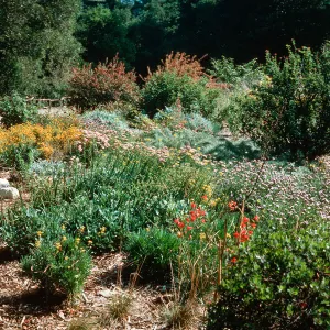 Perennial border, west side of Meadow