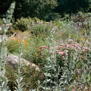 Meadow border