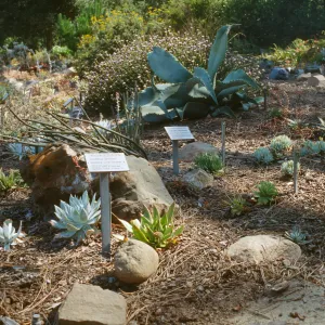 Dudleya (liveforevers) Bed