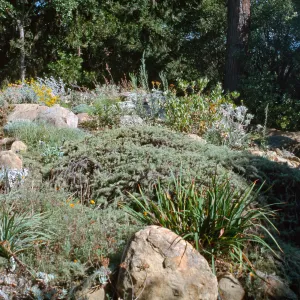 Gray bed in the Manzanita Section