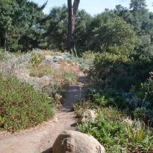 Perennial border in the Manzanita Section